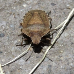 Dictyotus conspicuus (A shield or stink bug) at Fyshwick, ACT - 23 Dec 2018 by RodDeb