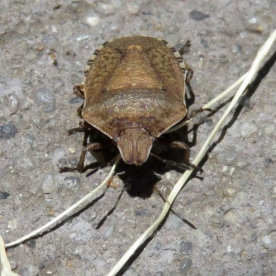 Dictyotus conspicuus (A shield or stink bug) at Jerrabomberra Wetlands - 23 Dec 2018 by RodDeb