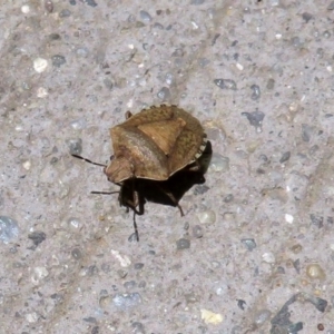 Dictyotus conspicuus at Fyshwick, ACT - 23 Dec 2018