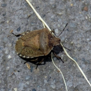 Dictyotus conspicuus at Fyshwick, ACT - 23 Dec 2018