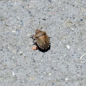 Dictyotus conspicuus at Fyshwick, ACT - 23 Dec 2018