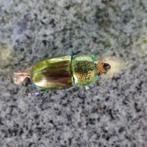 Lamprima aurata at Hughes, ACT - 23 Dec 2018 05:10 PM