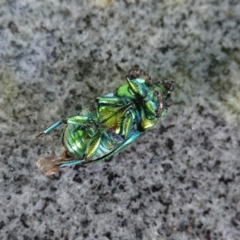 Lamprima aurata at Hughes, ACT - 23 Dec 2018 05:10 PM