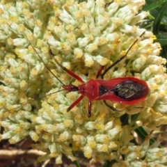 Gminatus australis (Orange assassin bug) at Fyshwick, ACT - 23 Dec 2018 by RodDeb