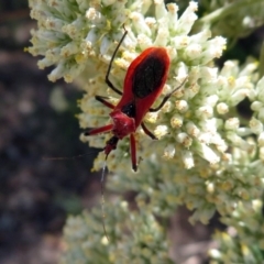 Gminatus australis at Fyshwick, ACT - 23 Dec 2018