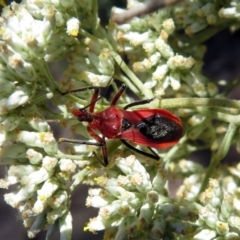 Gminatus australis at Fyshwick, ACT - 23 Dec 2018 12:02 PM