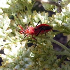 Gminatus australis at Fyshwick, ACT - 23 Dec 2018