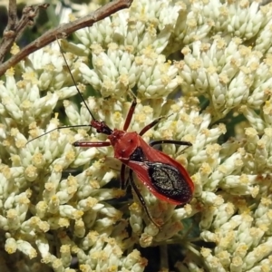 Gminatus australis at Fyshwick, ACT - 23 Dec 2018