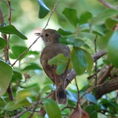 Acanthiza pusilla (Brown Thornbill) at Hughes, ACT - 23 Dec 2018 by JackyF