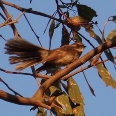 Rhipidura albiscapa (Grey Fantail) at Red Hill Nature Reserve - 23 Dec 2018 by JackyF