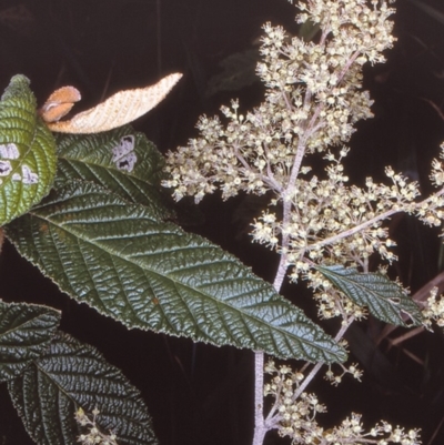 Pomaderris aspera (Hazel Pomaderris) at Bermaguee Nature Reserve - 8 Nov 1996 by BettyDonWood