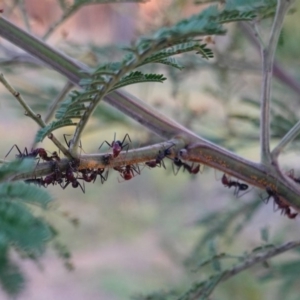 Iridomyrmex purpureus at Deakin, ACT - 23 Dec 2018