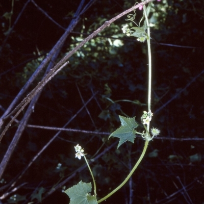 Sicyos australis (Star Cucumber) at Bodalla State Forest - 8 Apr 1997 by BettyDonWood