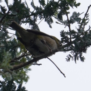 Zosterops lateralis at Deakin, ACT - 21 Dec 2018 01:48 PM