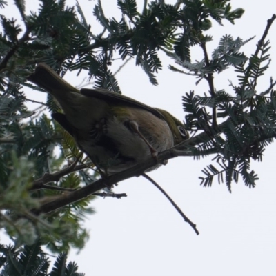 Zosterops lateralis (Silvereye) at Deakin, ACT - 21 Dec 2018 by JackyF