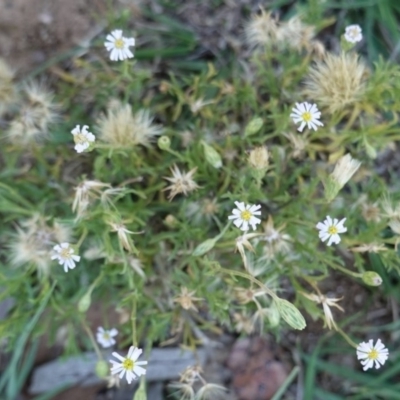 Vittadinia muelleri (Narrow-leafed New Holland Daisy) at Deakin, ACT - 23 Dec 2018 by JackyF