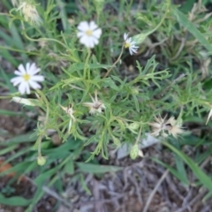 Vittadinia muelleri at Deakin, ACT - 23 Dec 2018 03:15 PM