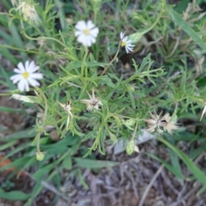 Vittadinia muelleri at Deakin, ACT - 23 Dec 2018 03:15 PM