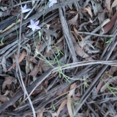 Wahlenbergia sp. (Bluebell) at Hughes Grassy Woodland - 23 Dec 2018 by JackyF