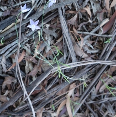 Wahlenbergia sp. (Bluebell) at Deakin, ACT - 23 Dec 2018 by JackyF