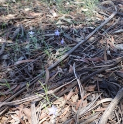 Wahlenbergia sp. at Deakin, ACT - 23 Dec 2018