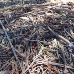 Wahlenbergia sp. at Deakin, ACT - 23 Dec 2018