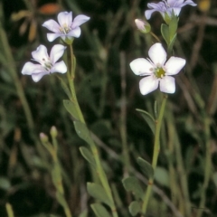 Samolus repens (Creeping Brookweed) at Bermagui State Forest - 9 Nov 1996 by BettyDonWood