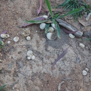 zz puffball at Hughes, ACT - 20 Dec 2018 07:44 PM