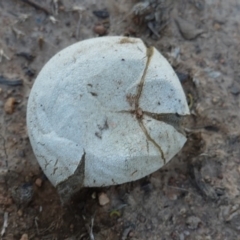 zz puffball at Hughes, ACT - 20 Dec 2018 07:44 PM