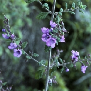 Prostanthera incana at undefined - 8 Nov 1996