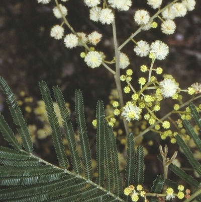 Acacia mearnsii (Black Wattle) at Bermagui State Forest - 9 Nov 1996 by BettyDonWood