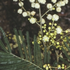 Acacia mearnsii (Black Wattle) at Bermagui State Forest - 8 Nov 1996 by BettyDonWood