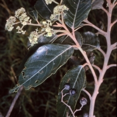 Alphitonia excelsa (Red Ash) at Central Tilba, NSW - 10 Apr 1997 by BettyDonWood