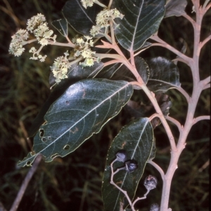 Alphitonia excelsa at undefined - 10 Apr 1997