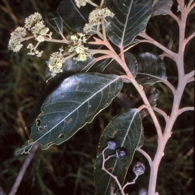 Alphitonia excelsa (Red Ash) at Central Tilba, NSW - 10 Apr 1997 by BettyDonWood