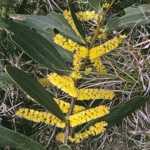 Acacia longifolia subsp. sophorae at undefined - 18 Sep 1996