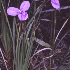 Patersonia glabrata (Native Iris) at Bermagui, NSW - 18 Sep 1996 by BettyDonWood