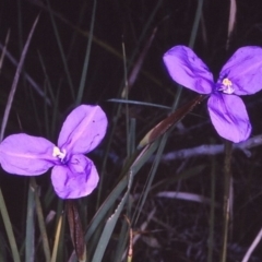 Patersonia glabrata at undefined - 18 Sep 1996