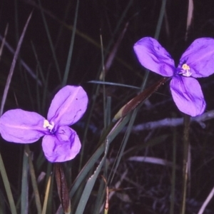 Patersonia glabrata at undefined - 18 Sep 1996