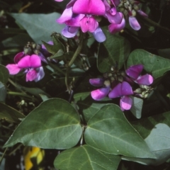 Dipogon lignosus (Dipogon, Dolichos Pea) at Bermagui, NSW - 18 Sep 1996 by BettyDonWood