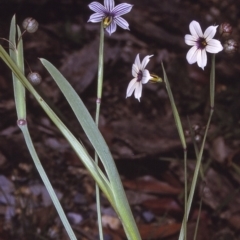 Sisyrinchium micranthum (Blue Pigroot) at Eurobodalla National Park - 10 Nov 1996 by BettyDonWood