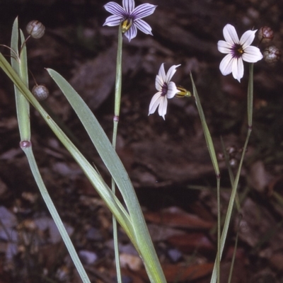 Sisyrinchium micranthum (Blue Pigroot) at Eurobodalla National Park - 10 Nov 1996 by BettyDonWood