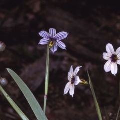Sisyrinchium micranthum at Eurobodalla National Park - 10 Nov 1996