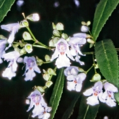 Prostanthera lasianthos (Victorian Christmas Bush) at Eurobodalla National Park - 28 Nov 1996 by BettyDonWood