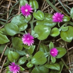 Aptenia cordifolia (Baby Sun Rose, Heartleaf Ice Plant) at Narooma, NSW - 10 Apr 1997 by BettyDonWood