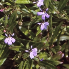 Lobelia anceps (Angled Lobelia) at Narooma Region, NSW - 28 Nov 1996 by BettyDonWood