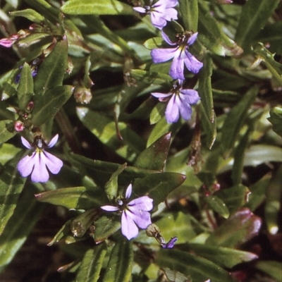 Lobelia anceps (Angled Lobelia) at Narooma Region, NSW - 29 Nov 1996 by BettyDonWood