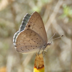 Erina hyacinthina (Varied Dusky-blue) at Black Mountain - 23 Dec 2018 by MatthewFrawley