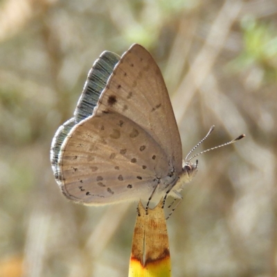 Erina hyacinthina (Varied Dusky-blue) at Point 4999 - 23 Dec 2018 by MatthewFrawley