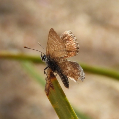 Neolucia agricola (Fringed Heath-blue) at Black Mountain - 23 Dec 2018 by MatthewFrawley